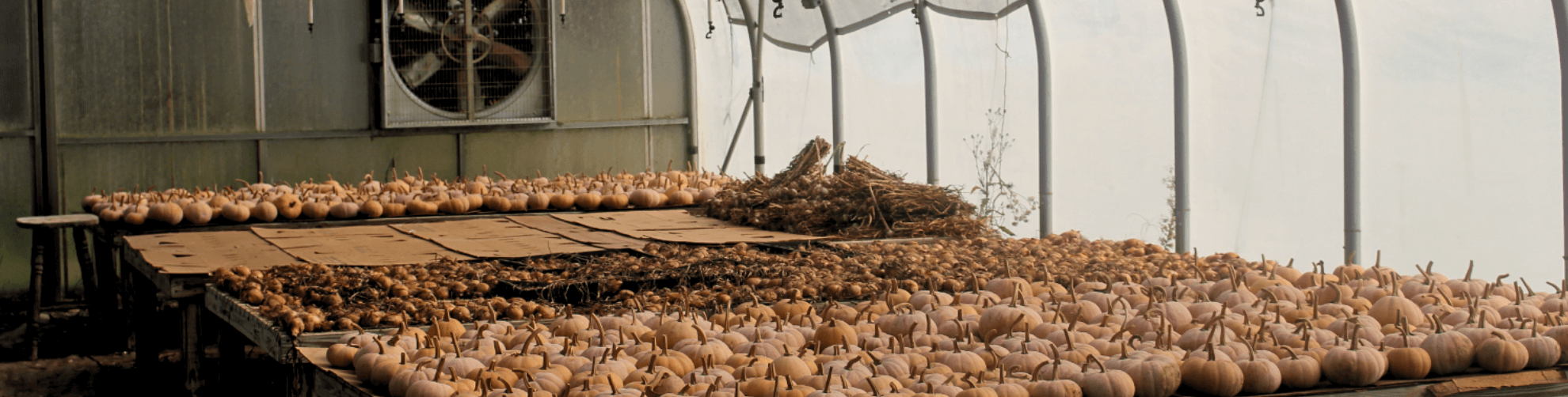 A row of onions sandwiched between rows of pumpkins in a greenhouse