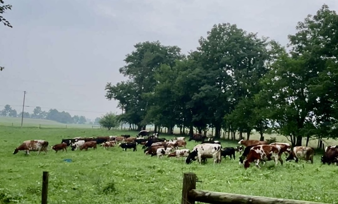 calves