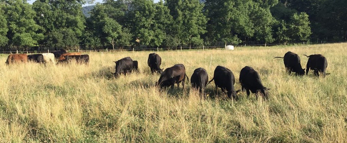 Drager Farms