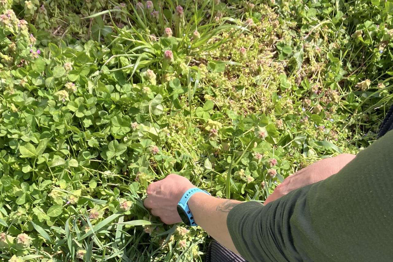cover crop