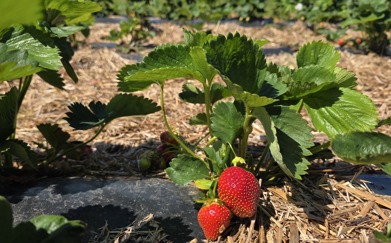 Sustainable ag grant