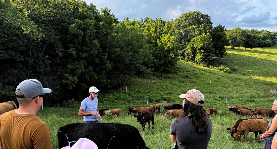 improved pastures