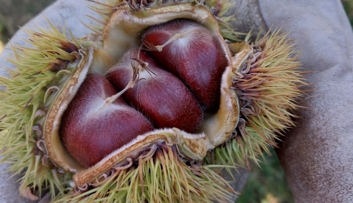 Chestnut